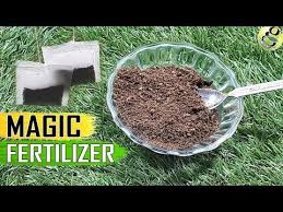 Tea Waste Fertilizer Used Tea Bags Coffee Grounds For Plants Organic Best Fertilizer For Rose Y Coffee Grounds For Plants Organic Plants Organic Gardening