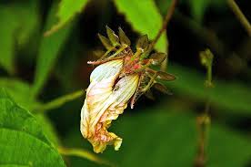 Image result for Hibiscus surattensis