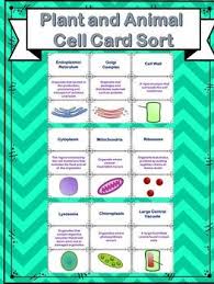 We did not find results for: This Is A Card Sort For General Review Science Centers Cooperative Learning Activities You Name It Include Plant And Animal Cells Sorting Cards Animal Cell