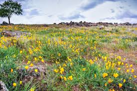 Stunning Spots for Northern California Wildflowers – Bright Lights of  America