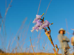 Image result for Disa baurii