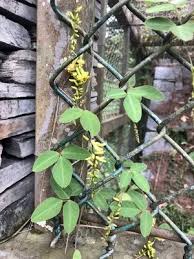 Image result for Dumasia