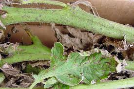Image result for Septoria leaf spot of tomato