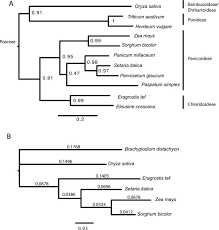 Image result for Eragrostis aethiopica