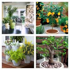 Plus ils sont lourds, plus ils sont difficiles à déplacer (quoi qu'il en soit, un arbre en pot est difficile à déplacer) ; Plante En Pot Pour Terrasse 50 Idees Fraiches
