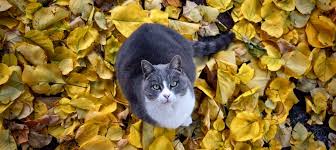 But some cats love it, not all. Can Cats Eat Mushrooms Learn More On Litter Robot Blog