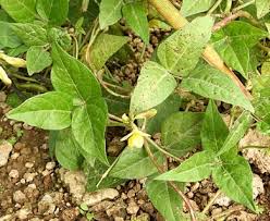 Image result for Vigna luteola