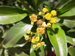 Image result for Psiadia punctulata
