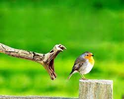 Incredible Wildlife Photography Peachy Green Wild Animals Photography Wildlife Photography Animal Photography