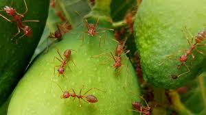 Outdoor dirt mounds with multiple openings, irregular craters in wood, under rocks. What Do Ants Eat Ant Feeding Habits Pest Samurai