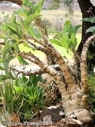 Image result for Cyphostemma barbosae