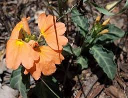 Image result for Crossandra fruticulosa