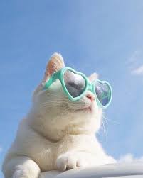 Shades A Hayvanlar Hayvan Mizahi Komik Hayvan