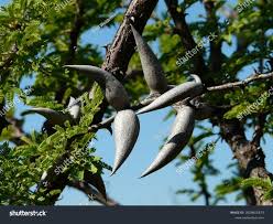 Image result for Acacia luederitzii