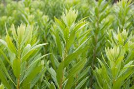 Buy wax myrtle trees/shrubs (myrica cerifera) online with delivery right to your doorstep. Morella Californica Myrica Californica California Bayberry California Wax Myrtle Plant Lust