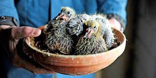 Pastikan memberikan makanan 2 kali dalam sehari. 8 Makanan Burung Merpati Berkualitas Agar Sehat Dan Bugar Pintarpet