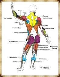 Hangi Kas Nerede Bulunur 2020 Kas Sistemi Anatomi Ve Fizyoloji Insan Anatomisi