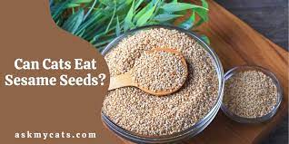 Can Cats Eat Sesame Seeds Are Sesame Seeds Safe For Cats