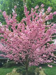 Level green landscaping designer shelley russell has a few beauties to recommend. Pennsylvania Trees Types Of Trees In Philadelphia
