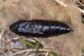 Image result for Autographa bractea