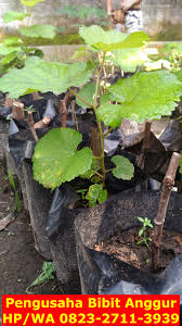 Bibit tanaman hias, bibit tanaman buah, bibit tanaman obat, diletakkan di area terbuka dan ditanam menggunakan pot. Pin Di Murah 0823 2711 3939 Jual Bibit Anggur Import