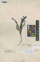 Image result for Thalassodendron ciliatum