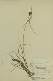 Image result for Pycreus sanguinolentus