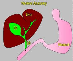 Fortunately, although liver cancer in cats is a serious condition, it isn't always a death sentence. 12 Gallbladder Disorders In Cats Ideas Cats Gallbladder Feline