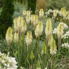 Image result for Kniphofia grantii
