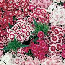 Dianthus Barbatus Barbarini F1 Mix Dwarf Sweet William Perennial Can Survive In Planters Over Winter An Dianthus Flowers Dianthus Barbatus Sweet William