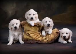 English Cream English Golden Retriever Puppies Carson City Michigan English Golden Retriever Puppy Cute Cats And Dogs Baby Animals