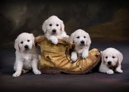 More golden pyrenees puppies / dog breeders and puppies in michigan. English Cream English Golden Retriever Puppies Carson City Michigan English Golden Retriever Puppy Cute Cats And Dogs Baby Animals