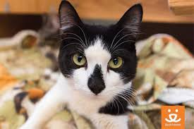 Neutering offers benefits to both you and your beloved companion. The Animal Foundation Teams Up With Best Friends Animal Society To Save 15 000 Cats In Las Vegas Modern Cat