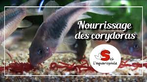 A Table Nourrissage Des Corydoras Avec Des Vers De Vase Vivants Youtube
