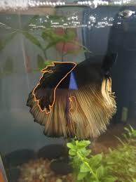 The paradise betta is also known as a siamese fighting fish. Questions On The Fins Of My Male Betta Is There Fin Rot On The Top Fin What Is Up With The Growth On The Lower Fin Is This Normal Bettafish