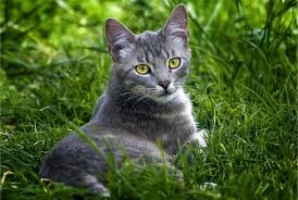 Most species of wild cats have blue eyes at night. Wallpaper Grass Green Whiskers Russian Blue Lie Wild Cat Look Kitten Fauna Vertebrate Cat Like Mammal Small To Medium Sized Cats Domestic Short Haired Cat European Shorthair Chartreux Korat Nebelung 3483x2338