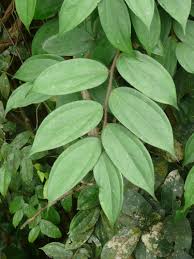 Image result for Anisophyllea