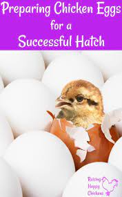 Pre Incubation All You Need To Know Before You Start Hatching Chicks Hatching Chicks Incubating Chicken Eggs Baby Chicks Raising