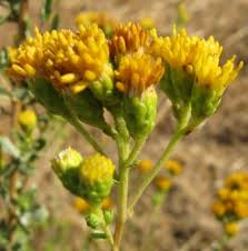 Image result for Isonema