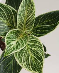 This Birkin Will Set You Back Less Than The The Philodendron Birkin Is A Gorgeous Plant Styling Unique Golden Striped Plants Philodendron Trees To Plant
