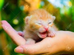 Like puppies, bunnies, babies, and. Newborn Cat First Meow Cute Baby Kitten On Female S Hand Red Stock Photo Picture And Royalty Free Image Image 69452244