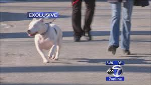 The pitbull platinum is a complete kit with several features that make it the ultimate travel companion, or a luxury home shave experience. Investigators Exclusive Insurance Company Refuses Long Island Fire Claim Over Pet Pit Bull Abc7 New York