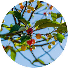 Maybe you would like to learn more about one of these? Fruit Trees November 2017 Plant Of The Month Kidsgardening