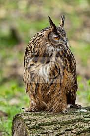 Blakiston's fish owl , bubo blakistoni latin. Plakat Puchacz Wirginijski Na Wymiar Hunter Ptak Wielki Redro Pl