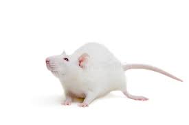 White Laboratory Rat On White White Laboratory Rat Isolated On White Background Spon Rat Laboratory White Backg Stock Photos Photography Names Rats