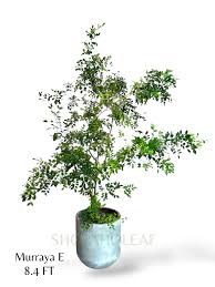 Image result for Tristellateia africana