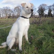 Huskador 101 All About Huskadors Husky Labrador Mix