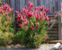 Image result for Callistemon