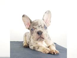 In addition to this, some feature the merle gene which gives them a stunning fur coat and some of the most common types of merle french bulldogs feature black, lilac, or blue coats. Franzosische Bulldogge Welpen Ice Blue Lilac Merle Choco Isabella Tan Eppelborn Franzosische Bulldogge Deine Tierwelt De