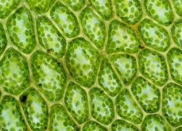 Through molecular genetic analysis using arabidopsis thaliana, many molecular factors that regulate chloroplast photorelocation were identified. Chloroplasts In Plant Cells Stock Image B110 0036 Science Photo Library